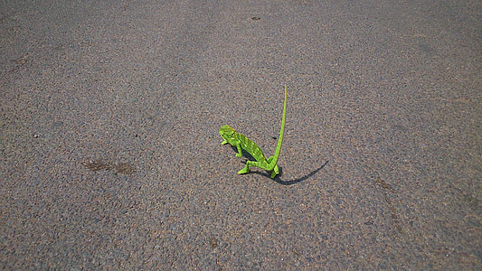 Camaleão, réptil, lagarto, verde, solitário, caminhando, devagar