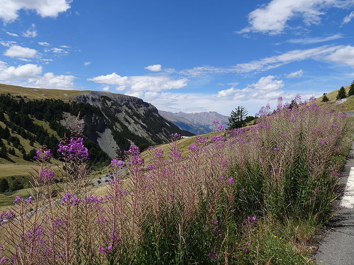 landscape, mountain, flower, nature, alps, france