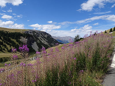 táj, hegyi, virág, természet, Alpok, Franciaország