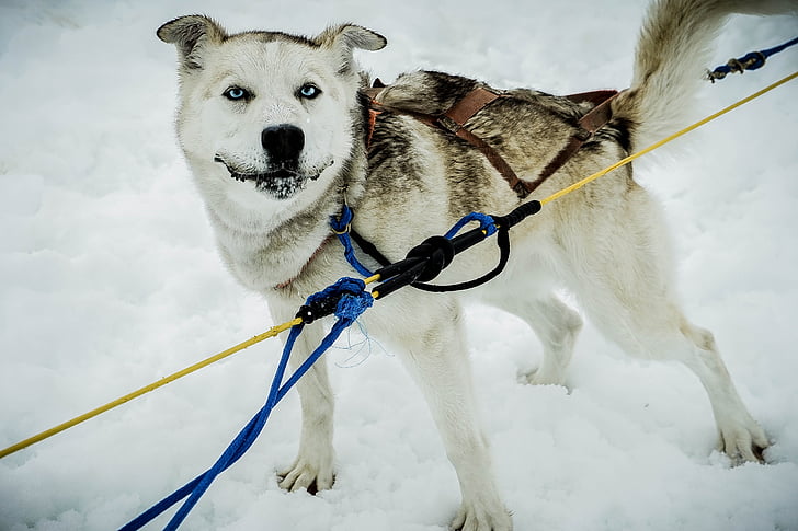 อลาสกา, สุนัขลากเลื่อน, เลื่อน, สุนัข, ลากแคร่เลื่อน, หิมะ, สุนัข