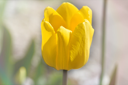tulip, flower, blossom, bloom, yellow, give flowers, spring flower