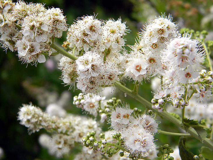 spirea, closeup, flowers, white flowers, bloom, white, nature