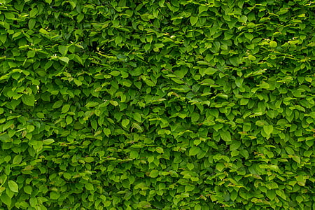 intense green wallpaper with hornbeam, hornbeam, hedge, the background, green, textures, natural