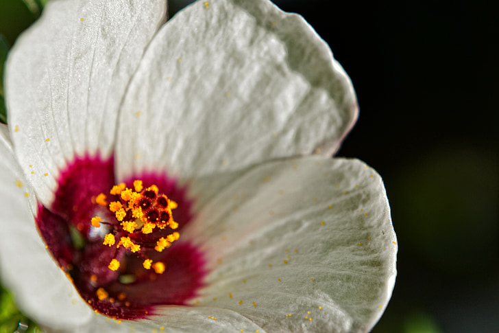 flower, white, timisoara