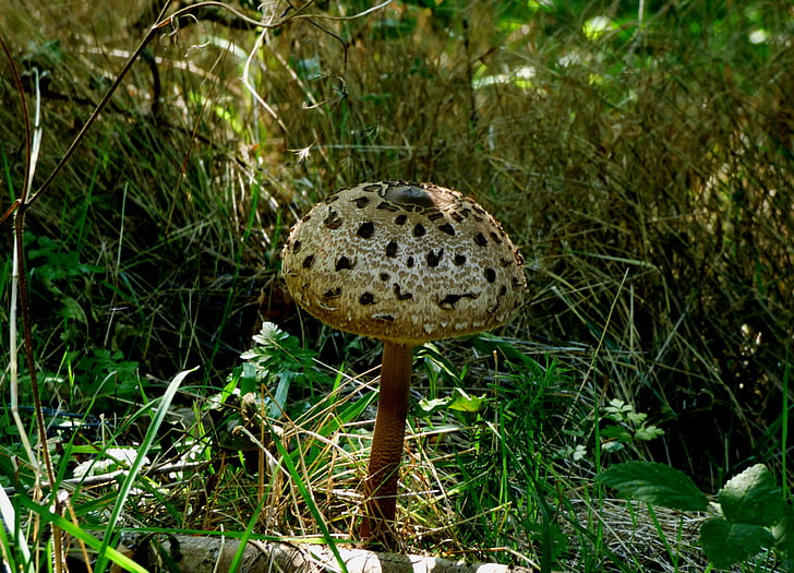 mushroom, autumn, brown mushroom, dotty