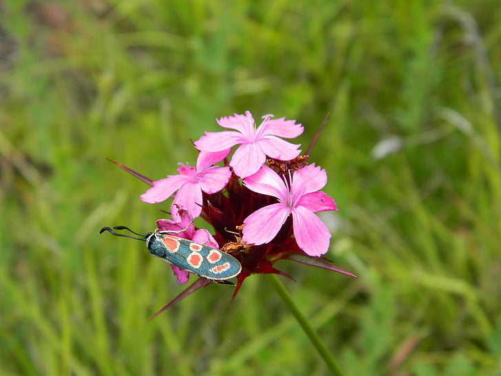 natuur, insecten, bloemen