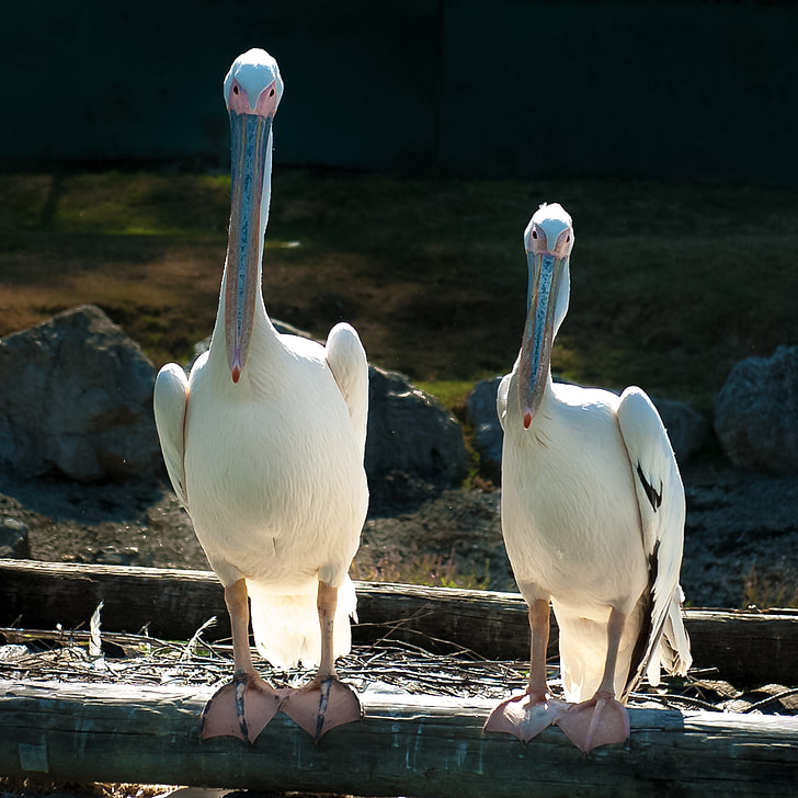 pelicano, copy, varallo pombia