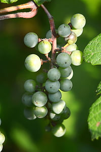 grapes, vine, wine, vineyard, fruit, winery, harvest