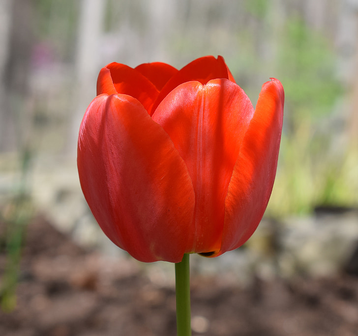 Orange tulip, burung beo tulip, Tulip, lampu, bunga, Blossom, mekar