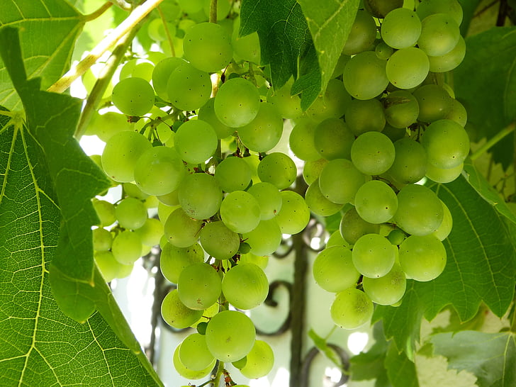 winogron, biały, zielony, owoce, uprawa winorośli, białych winogron, Bio