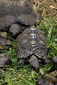 tartarugas de terra, tartarugas, comer, alimentação, réptil, jardim zoológico, animais