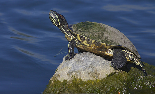 turtle, reptile, lake, nature, tortoise, sunning, marine