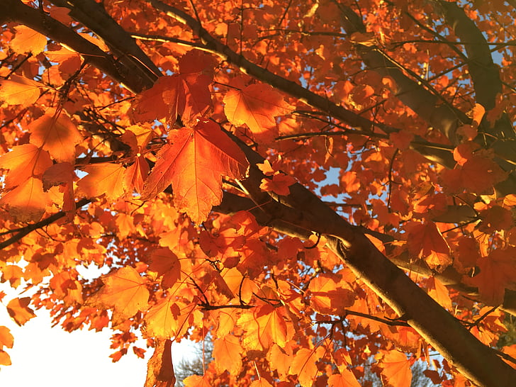 fall, autumn, season, nature, orange, red, leaf