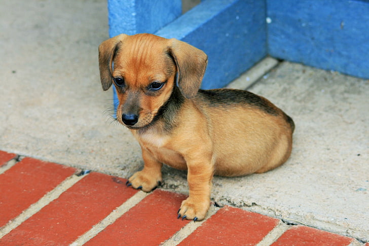 dog, puppy, sausage, brown, small, cute, pets