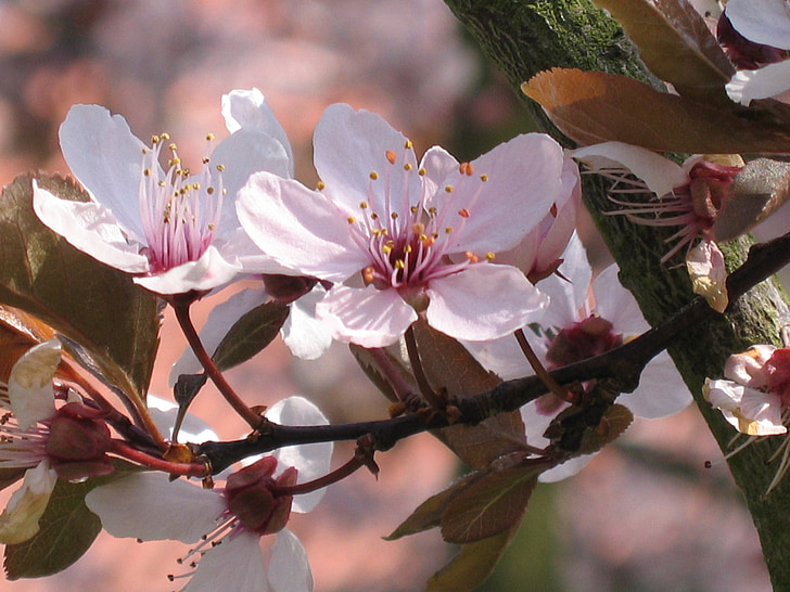 cirerers en flor ornamental, arbre, natura