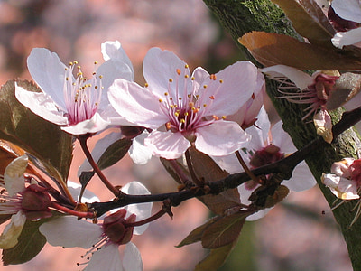 dekorativ kirsebærtre blomstrer, treet, natur