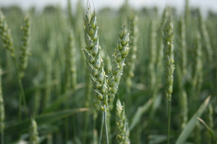 pšenice, zrn, pridelek, zrna pšenice, kmetijstvo, polje, podeželje