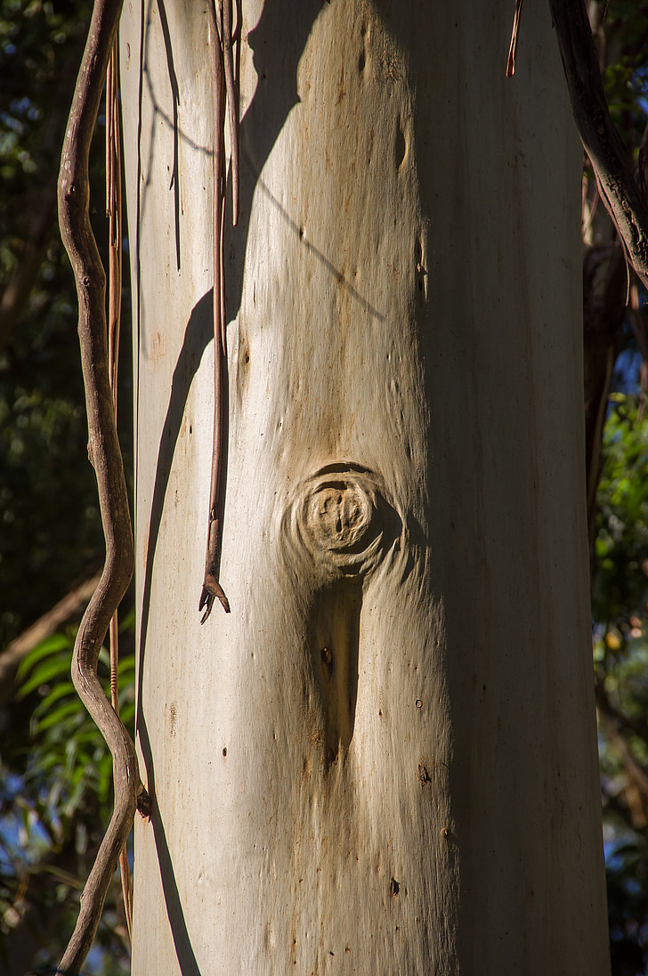 arbre de goma, tronc, descamació, suau, plata, arbre, eucaliptus