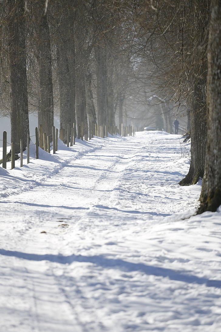 zimné, vzdialenosť, za studena, biela, sneh, stromy, zimná nálada