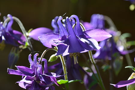 Kolumbaino, Aquilegia, gėlė, violetinė, violetinė, floros