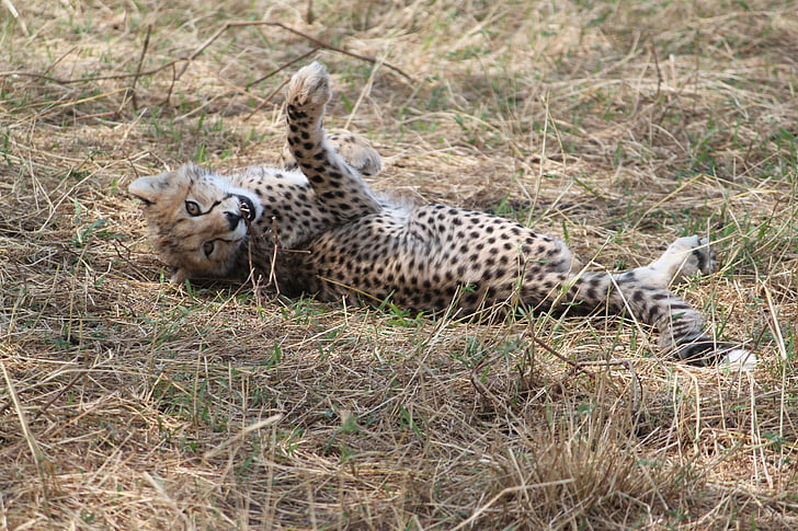 Afrika, Safari, Tansania, Busch, Säugetier, Tierwelt, Natur