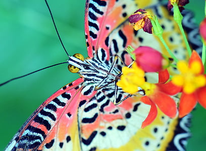 Babočka cyanská, leopardí top, motýl, Tropical, hmyz, Příroda, exotické