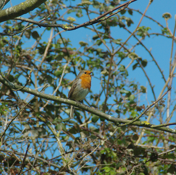 Robin, cant, vida silvestre, salvatge, ocell cantador, vermell
