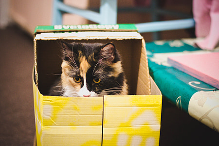 katė, dėžutė, plėšrūnas, augintiniai, gyvūnų, naminė katė, mielas
