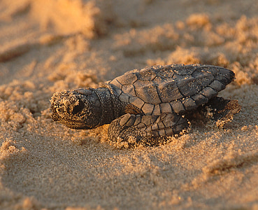 turtle, sea, kemps ridley, reptile, baby, new, hatchling