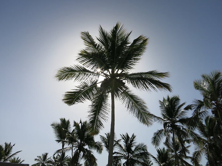 palmeiras, Caribe, República Dominicana, férias, paraíso