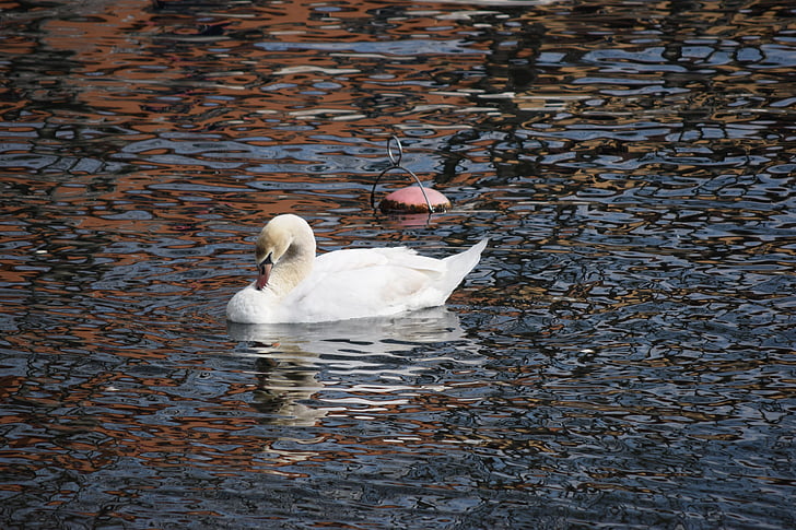 swan, lecco, lake, lombardy, water, bird, nature