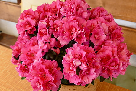 Azalea, blommor, Stäng, Rhododendron, röd, Bloom