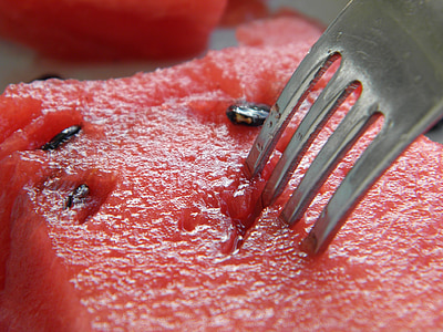 sommar, vattenmelon, gaffel
