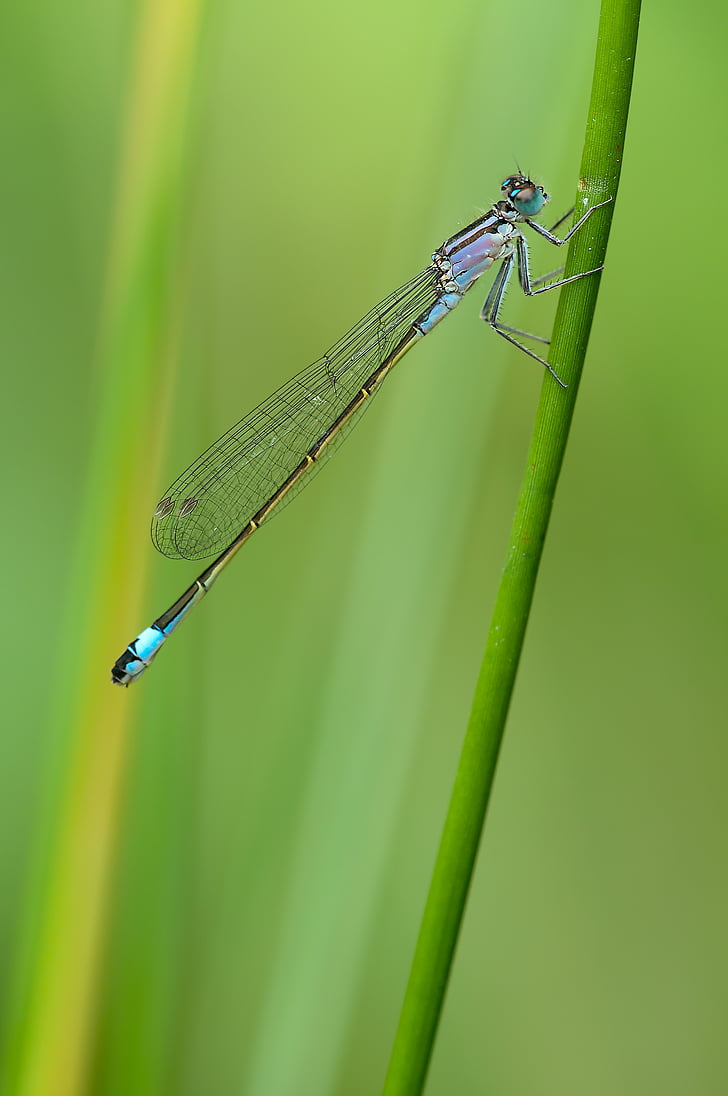 slanke dragonfly, Dragonfly, pech dragonfly, Ischnura elegans, een type, vrouw, natuur