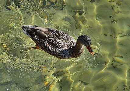 鴨, 水, 自然, 泳ぐ, 1 つの動物, 動物関連, 野生の動物