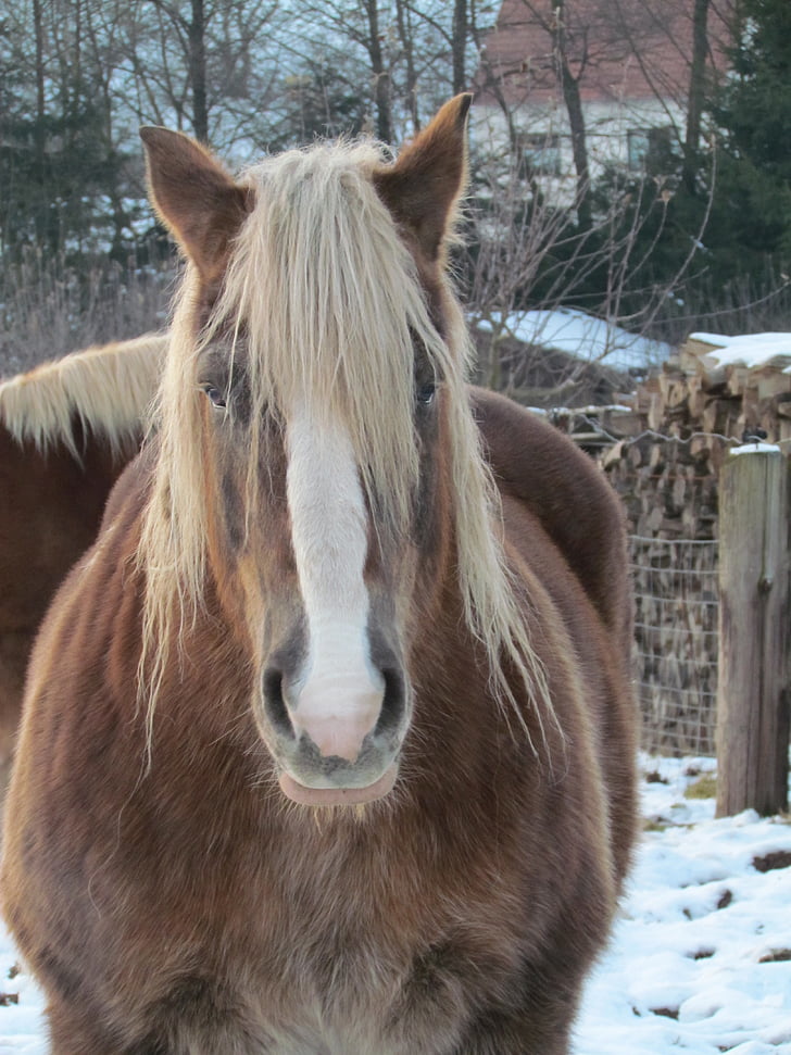 kaltblut, con ngựa, mùa đông, Trang trại