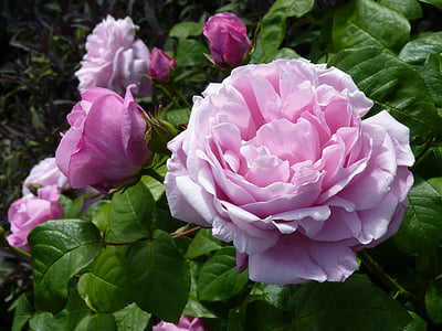 τριαντάφυλλο, ροζ, ροζ τριαντάφυλλο, αυξήθηκε ανθίζουν, άνθος, άνθιση, φύση
