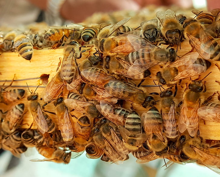 Bee, bina, honung, honungsbin, vax, bikupa, Frame