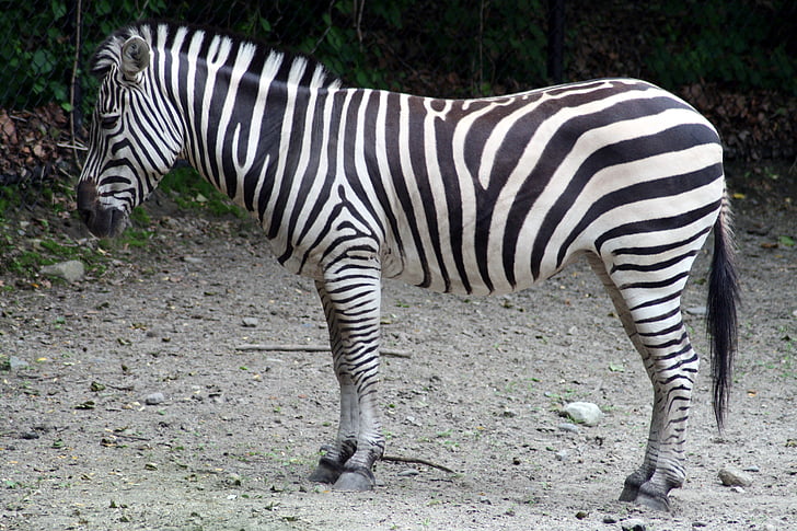 zebra, zoo, animal, black, white, stripes, nature