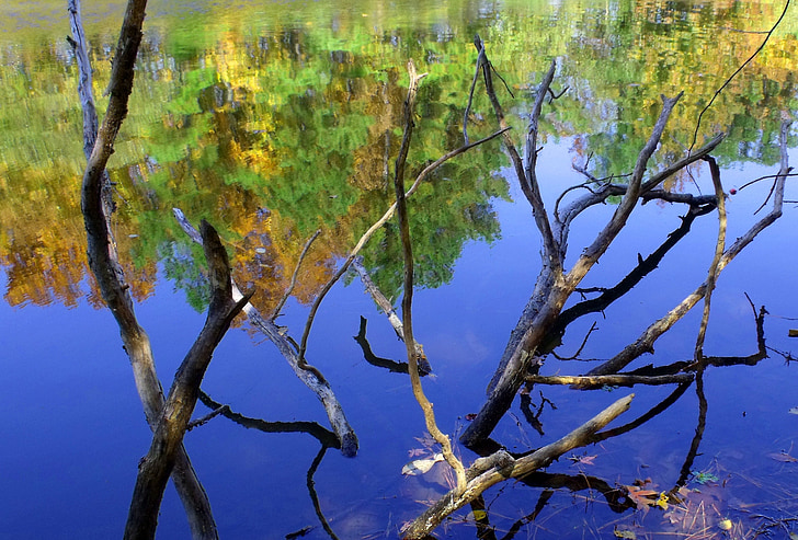 reflection, branches, water, nature, calm, outdoor, environment
