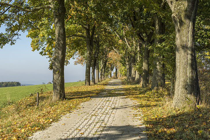 érc-hegység, ősz, Scheibenberg, őszi lombozat, fa, természet, a szabadban