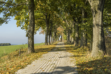 Krušné hory, podzim, Scheibenberg, padajícího listí, strom, Příroda, venku