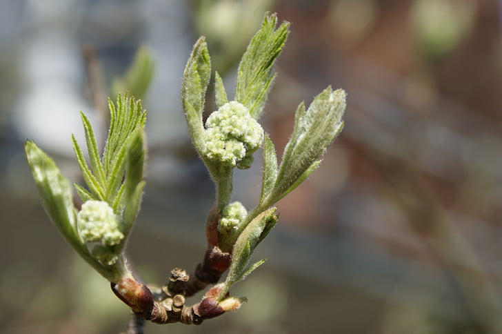 musim semi, Bud, cabang, pertumbuhan, Mountain ash, harapan, hidup baru