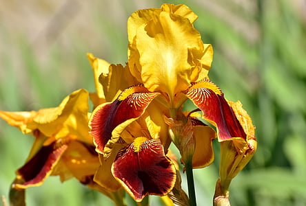Iris, flor, l'estiu, planta groc, jardí, natura, planta