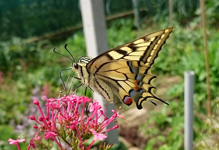 fjäril, Swallowtail, naturen, insekt, blomma, trädgård, Papilio machaon