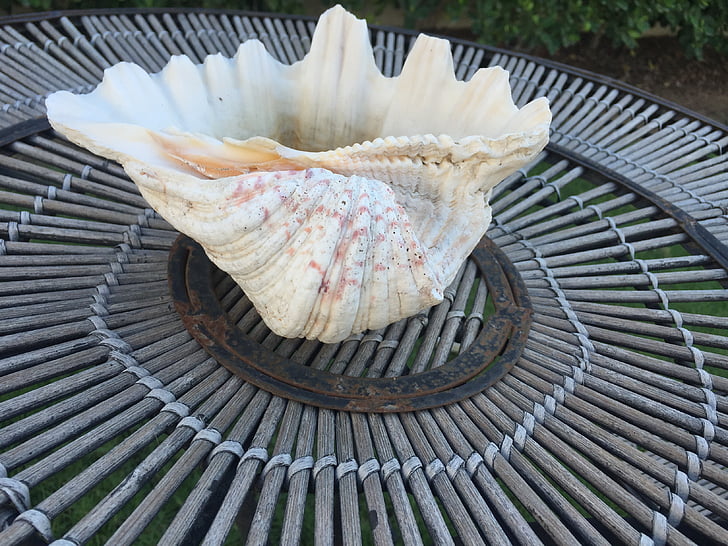 Shell, pärla, havet