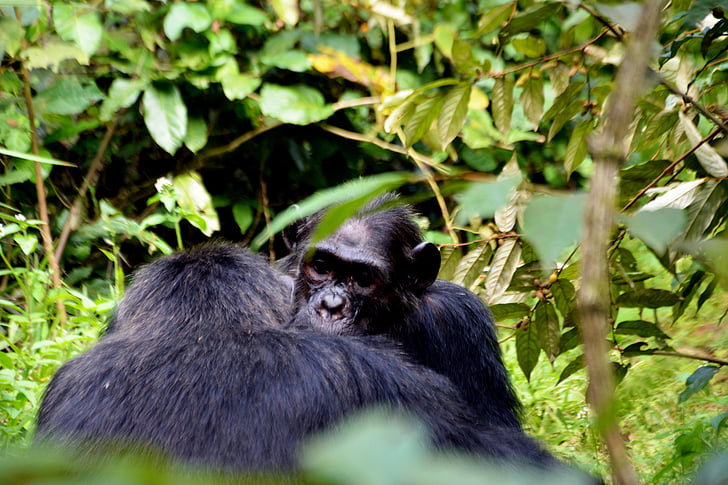 tropický prales, Šimpanzi, volně žijící zvířata