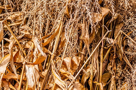 agriculture, agronomy, autumn, close-up, corn, cornfield, country