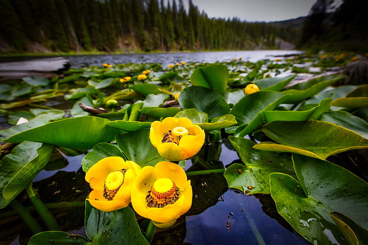 Lily podložky, kvetoucí, květiny, rostliny, řeka, Yellowstone, Národní park