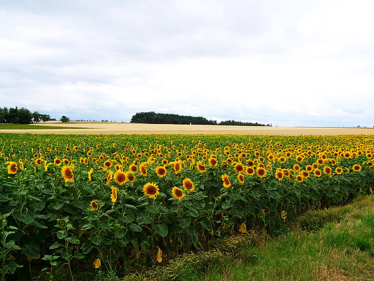 Sunflower tanah, pertanian, musim panas, alam, kuning, bunga, bidang